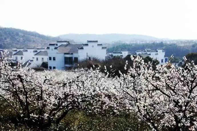 逃出小象森林